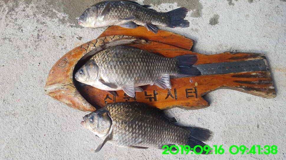 신원낚시터 토종대물 덩어리와 4짜가 마릿수로 (유료터정보 - 유료터점주조황)