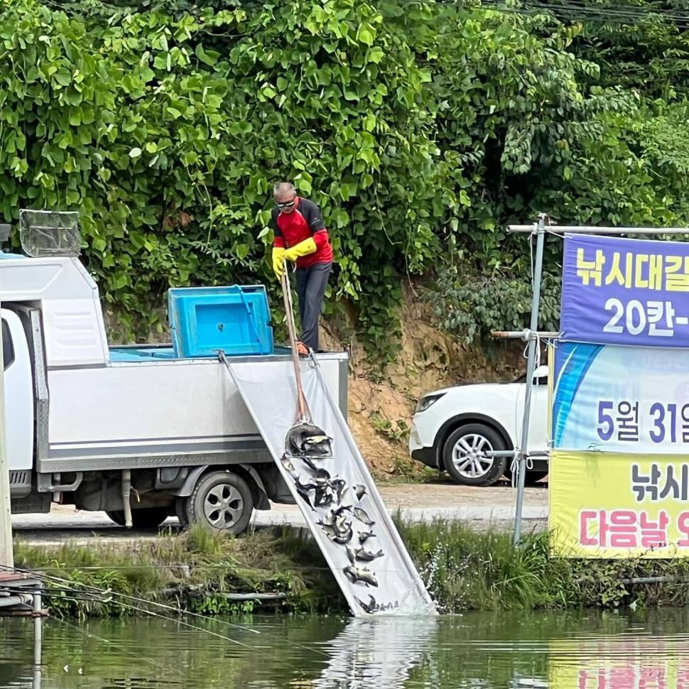 붕어방류 와 조황입니다 (유료터정보 - 유료터점주조황)