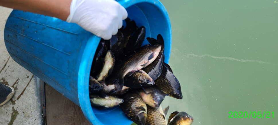 양평낚시터 수곡낚시터 주중조황 고른편이나 편차는 있네요 (유료터정보 - 유료터점주조황)