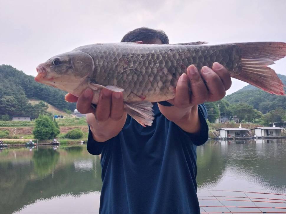 4짜 200마리 돌파 끝없는 질주 (유료터정보 - 유료터점주조황)