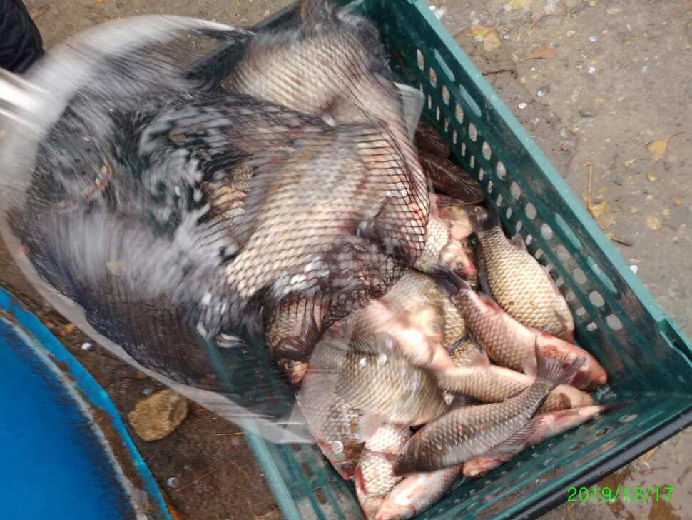 수곡낚시터 토종붕어 대량 방류 완료 및 붕어 조황도 좀더 좋아지네요 (유료터정보 - 유료터점주조황)