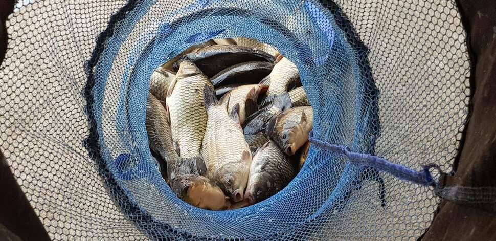힐링 양평 수곡낚시터 4짜 대물붕어주중조황 및 붕어방류수상좌대 할인요금 안내 (유료터정보 - 유료터점주조황)