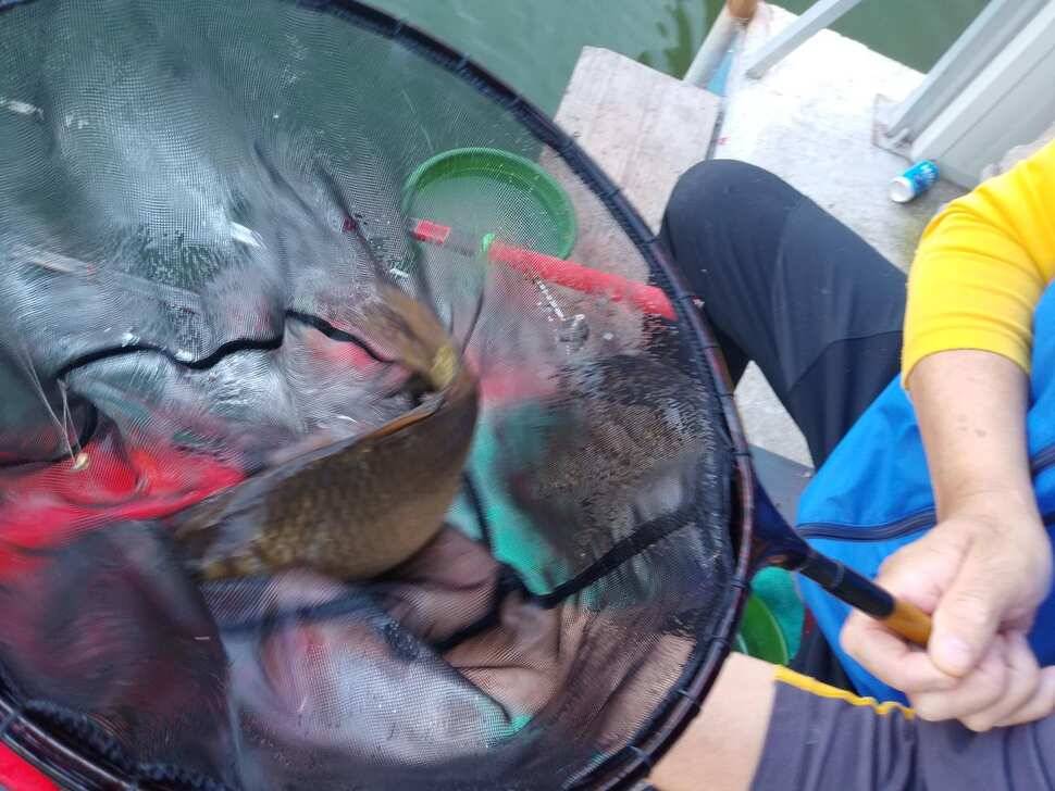 힐링 양평 수곡낚시터 101 첫날 붕어 조황 전포인트 조과 나오며 활성도 좋네요 오늘 붕어방류 완료 (유료터정보 - 유료터점주조황)