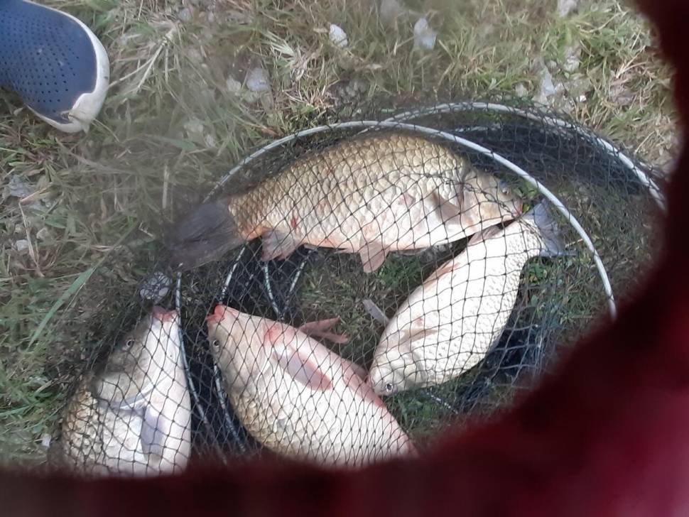 1미터 찌를 몸통까지 올려주는 경주동산낚시터 붕어들 (유료터정보 - 유료터점주조황)