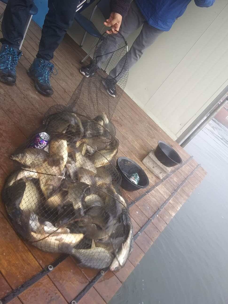 수곡낚시터 붕어조과 고르고 꾸준한 조황으로 잘 나와줍니다 금일 붕어 방류 완료 (유료터정보 - 유료터점주조황)