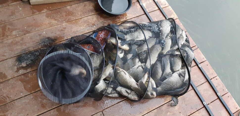 양평 수곡낚시터 주말에 이어서 오늘도 고른 조황으로 잘 나와줍니다 내일 붕어방류 합니다 (유료터정보 - 유료터점주조황)