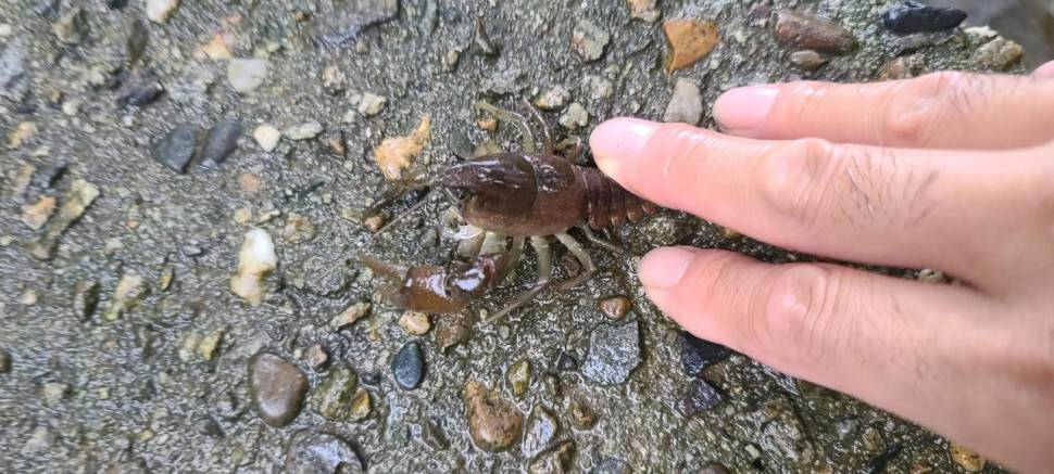 여름 피서 양평낚시터 수곡낚시터 월요일 주초조황도 고르게 나와주네요 (유료터정보 - 유료터점주조황)
