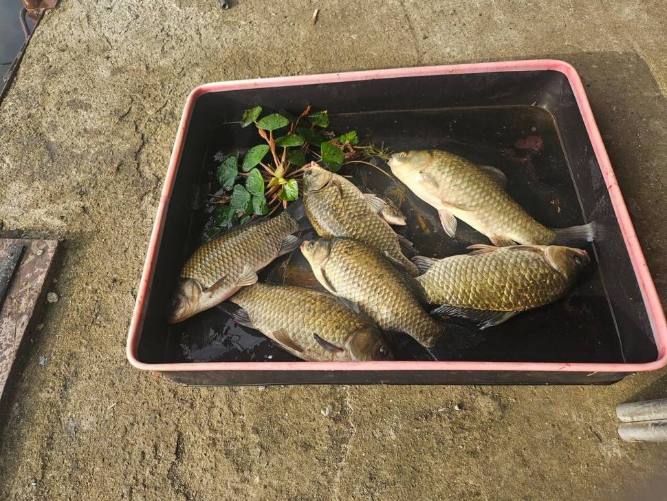 당진 가교리 낚시터 8월 27일 조황입니다 (유료터정보 - 유료터점주조황)
