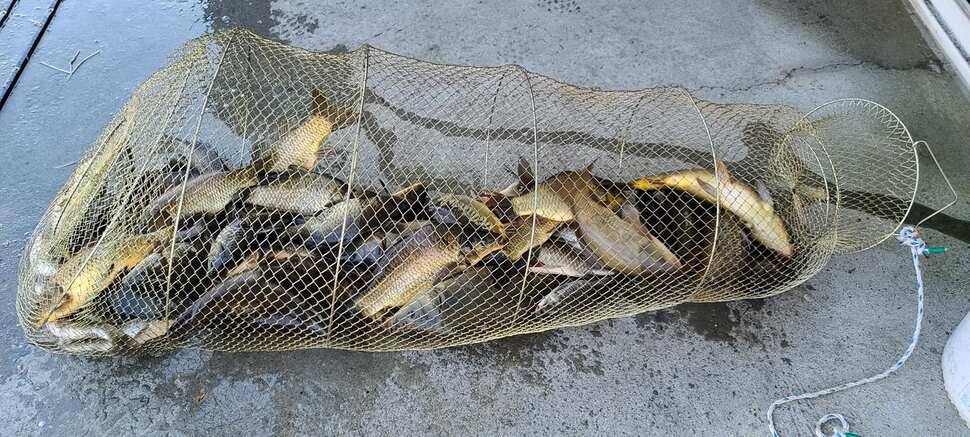 공주 고성낚시터 입니다 (유료터정보 - 유료터점주조황)