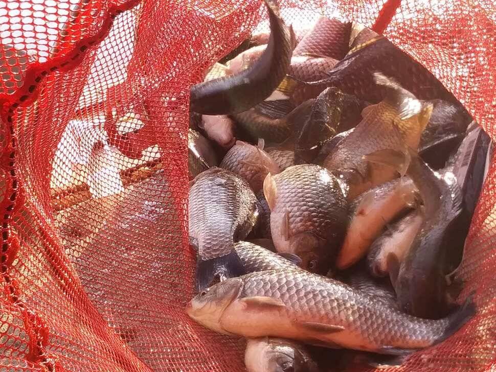 양평 힐링 수곡낚시터 바닥 토종대물 4짜 포함 붕어 마릿수도 꾸준히 늘어납니다 (유료터정보 - 유료터점주조황)