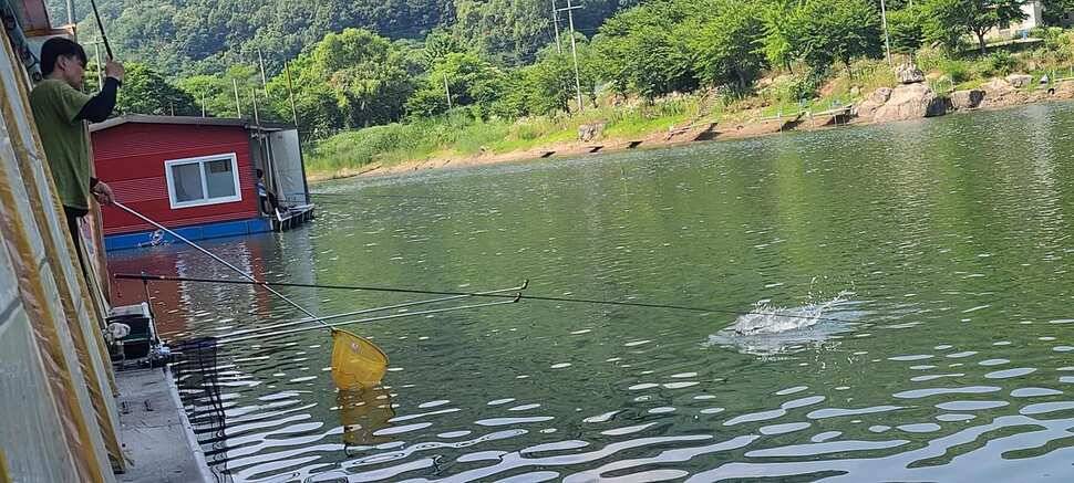 양평 낚시터 수곡낚시터 621 일요일 46cm 대물붕어 포함 씨알좋은 붕어들이 나와주네요 (유료터정보 - 유료터점주조황)