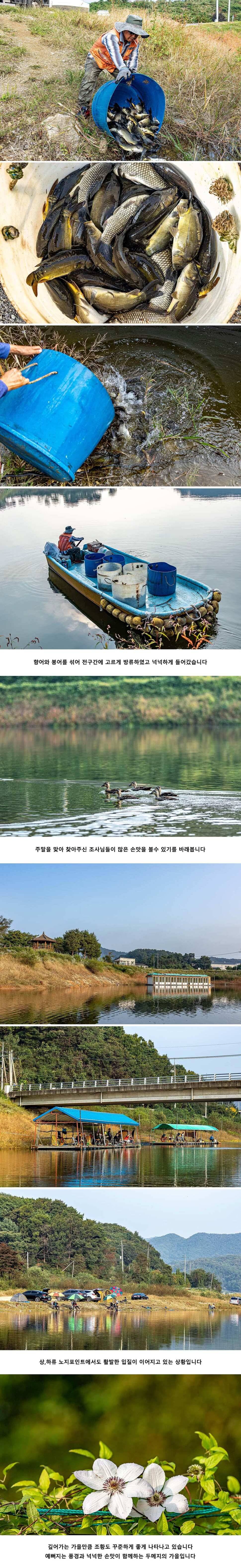 안성 두메낚시터 9월 28일 조황정보 (유료터정보 - 유료터점주조황)