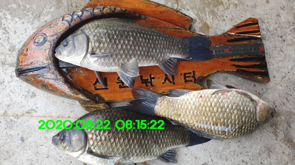신원낚시터 8월27일 토종붕어 45짜리와 덩어리들 사진입니다 (유료터정보 - 유료터점주조황)