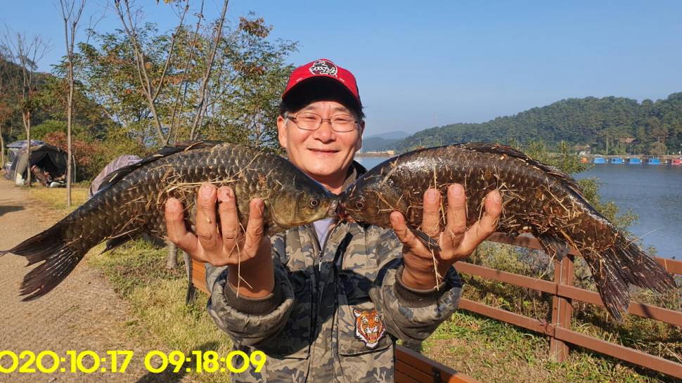 신원낚시터10월20일 토종붕어 4짜와 덩어리들 사진입니다 (유료터정보 - 유료터점주조황)
