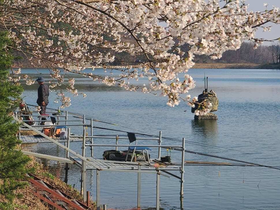 힐링 양평 수곡낚시터 월요일 조황 및 수상좌대 할인요금 안내 (유료터정보 - 유료터점주조황)