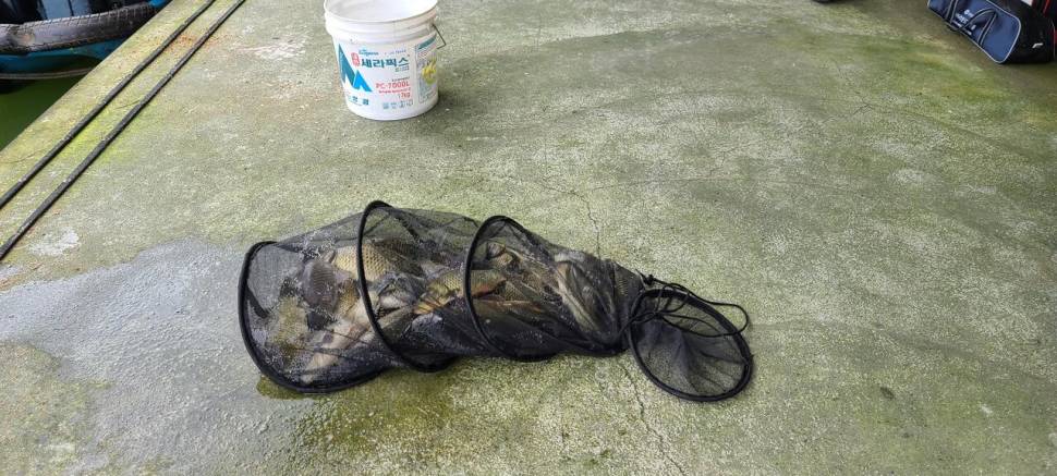 공주 고성낚시터 입니다 (유료터정보 - 유료터점주조황)