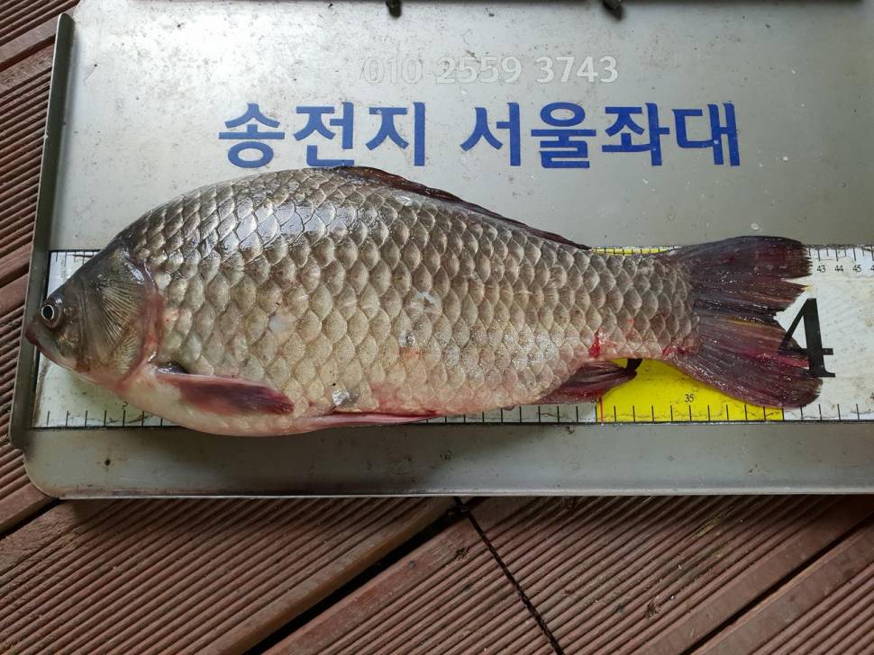 송전지서울좌대7월27일조황 (유료터정보 - 유료터점주조황)