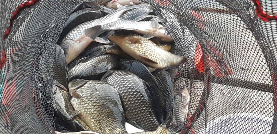 붕어낚시 양평 수곡낚시터 일요일 조황도 토요일과 비슷한 조황이었습니다 (유료터정보 - 유료터점주조황)