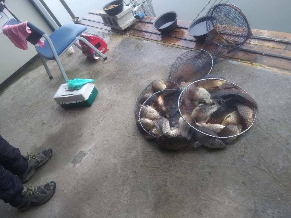 수곡낚시터 붕어조과 고르고 꾸준한 조황으로 잘 나와줍니다 금일 붕어 방류 완료 (유료터정보 - 유료터점주조황)