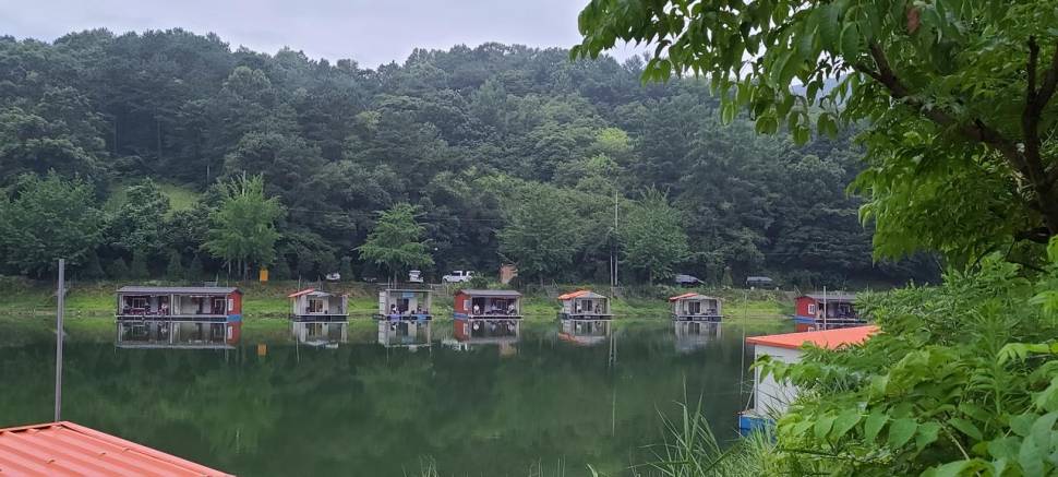 여름피서 붕어낚시 양평 수곡낚시터 수목 조황 및 붕어방류 (유료터정보 - 유료터점주조황)