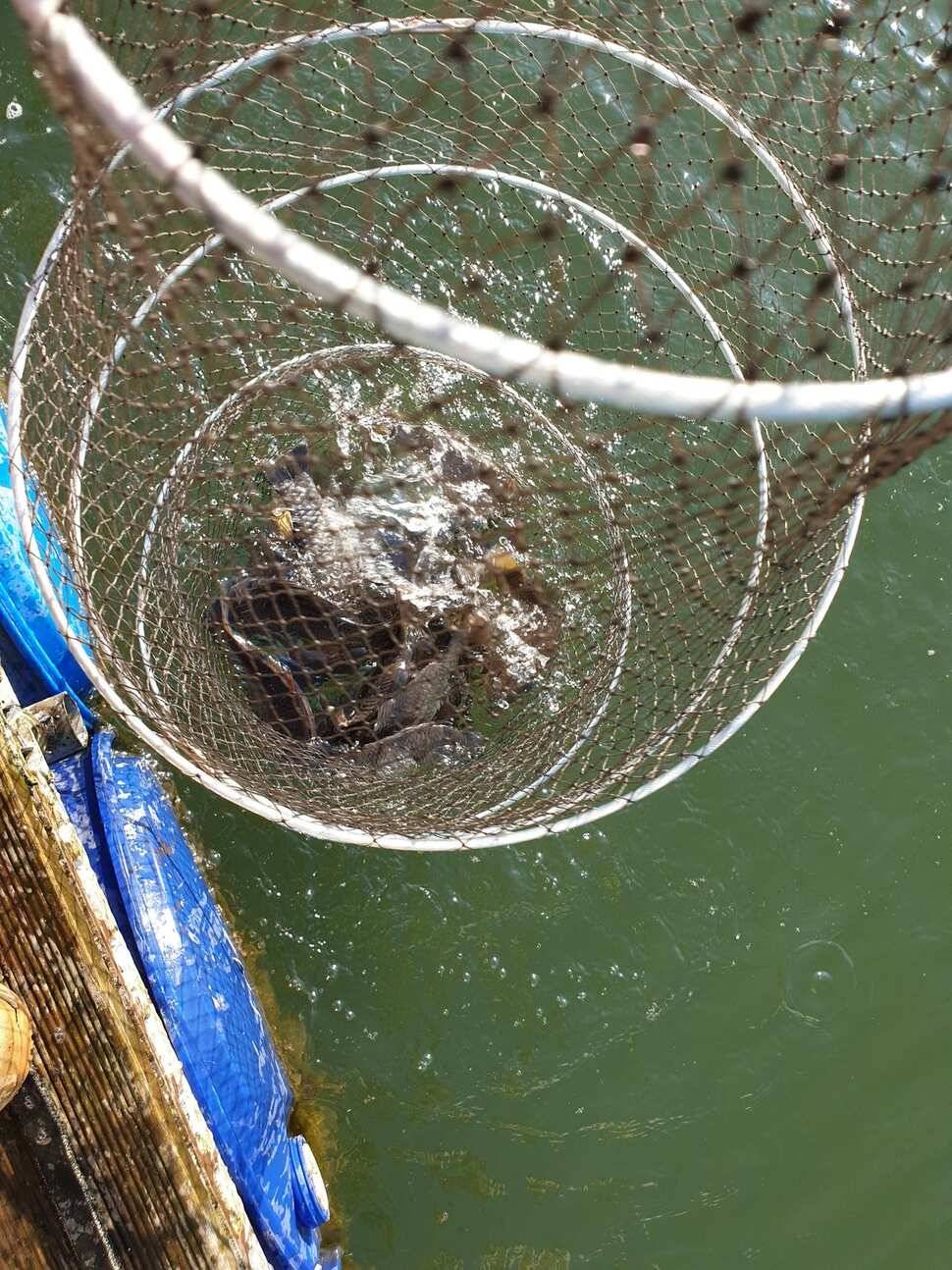 가깝고물좋고경치좋은곳용인삼인낚시터 (유료터정보 - 유료터점주조황)