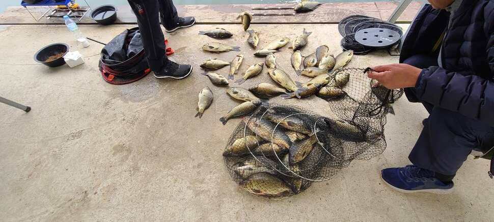 양평낚시터 힐링 수곡낚시터 고르고 꾸준한 조황입니다 (유료터정보 - 유료터점주조황)