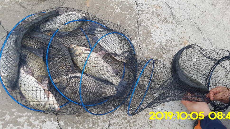 용인 신원낚시터 토종대물48짜리 구경하고 가시겠습니다 (유료터정보 - 유료터점주조황)