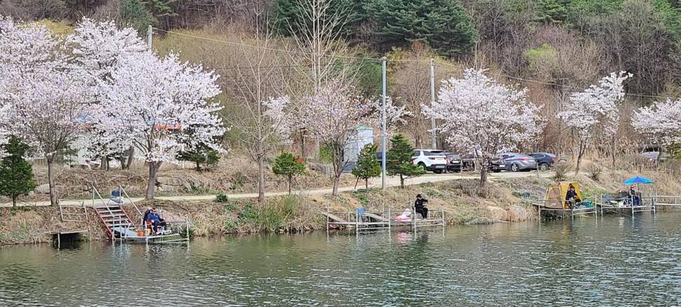 4월 양평 힐링 수곡낚시터 첫주말 대체로 고른 조황이었네요 (유료터정보 - 유료터점주조황)