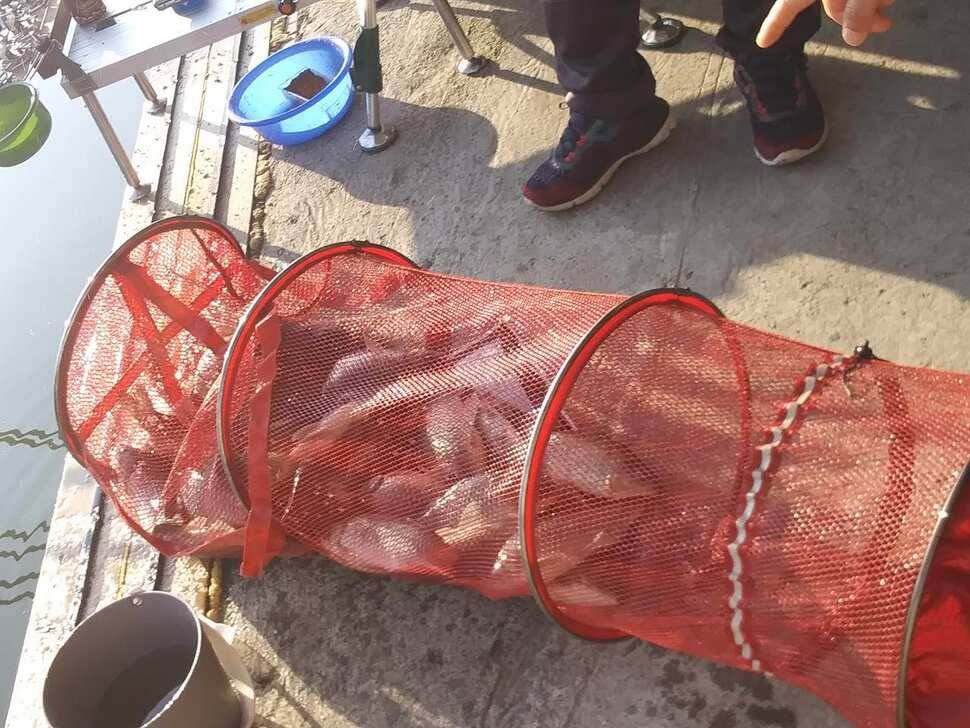 양평 힐링 수곡낚시터 바닥 토종대물 4짜 포함 붕어 마릿수도 꾸준히 늘어납니다 (유료터정보 - 유료터점주조황)