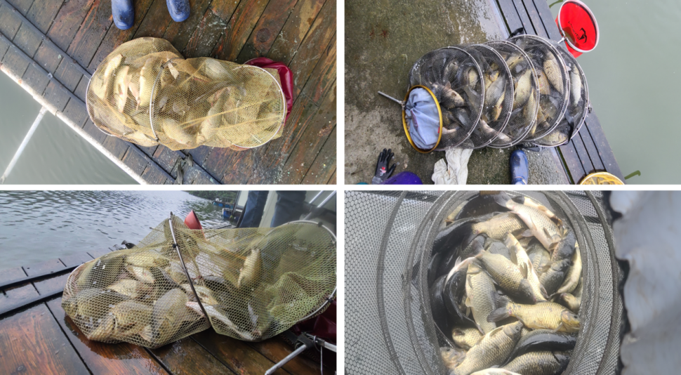 한가위 연휴 꾸준한 조황 힐링 수곡낚시터 조황 고른편이며 붕어방류 이어집니다 (유료터정보 - 유료터점주조황)
