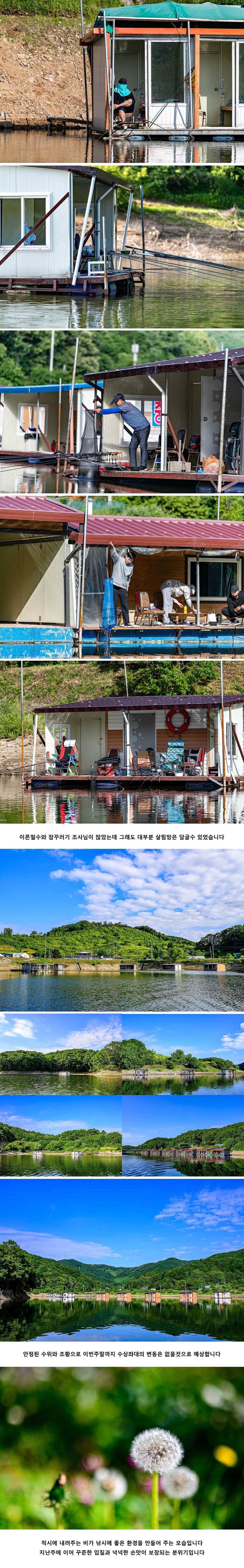 안성 두메낚시터 6월 11일 조황정보 (유료터정보 - 유료터점주조황)