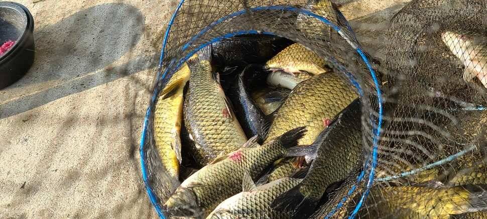 양평 낚시터 수곡낚시터 621 일요일 46cm 대물붕어 포함 씨알좋은 붕어들이 나와주네요 (유료터정보 - 유료터점주조황)