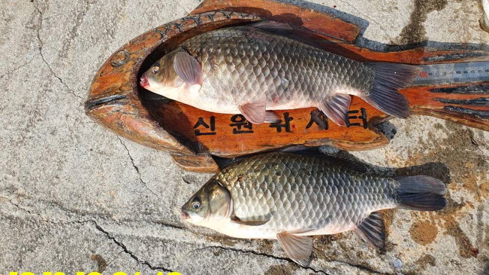 신원낚시터10월20일 토종붕어 4짜와 덩어리들 사진입니다 (유료터정보 - 유료터점주조황)