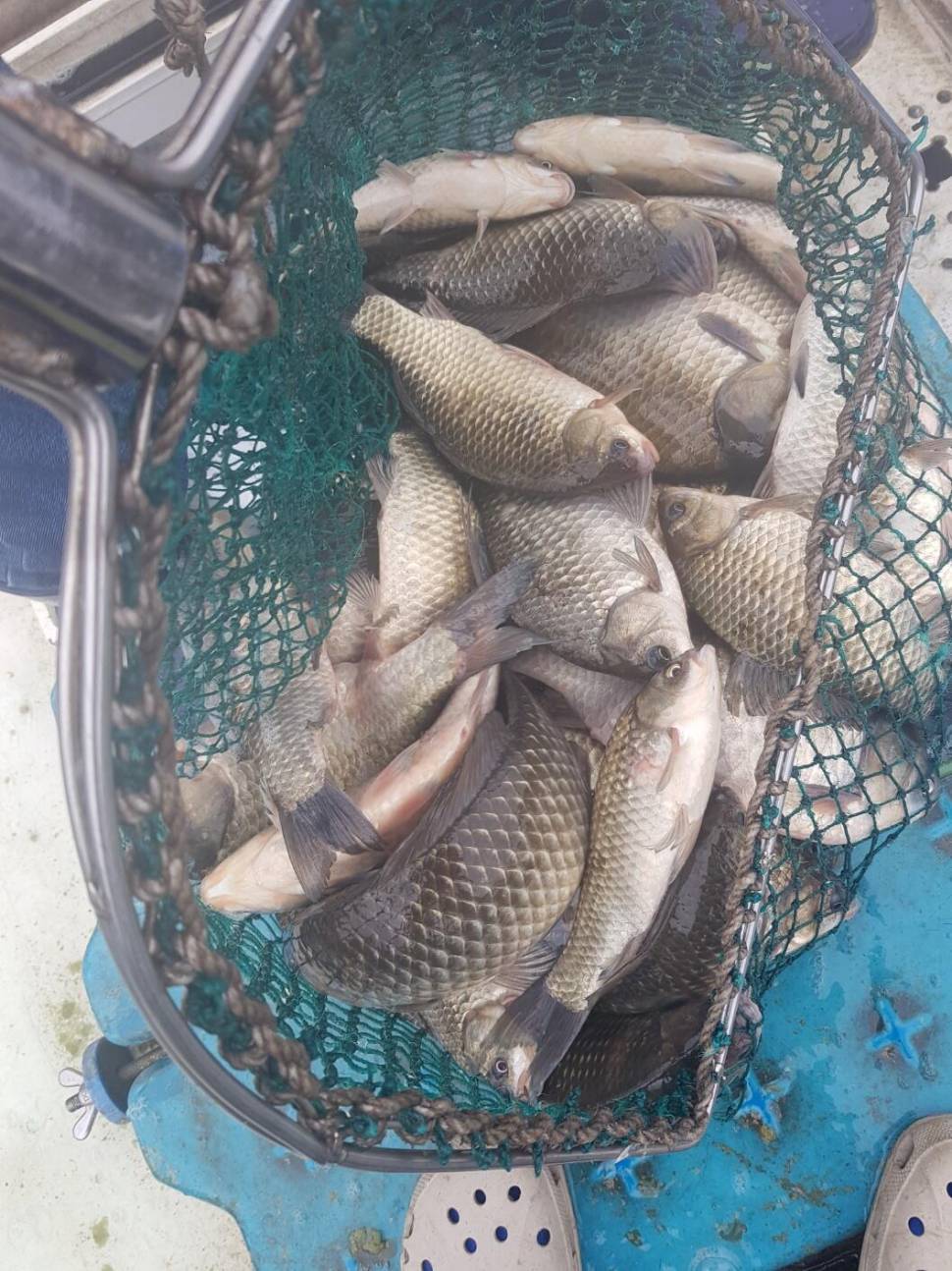 충북 괴산군 오가리 낚시터 4월 6일 개장 맞이 토종붕어 대량 방류 하였습니다 (유료터정보 - 유료터점주조황)