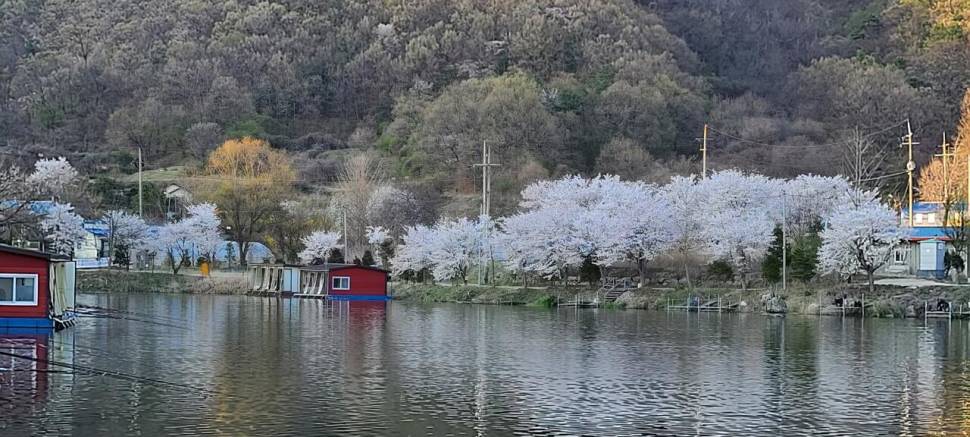 멋진풍광속 힐링 수곡낚시터 월화 주초 조황 및 붕어 방류 안내 (유료터정보 - 유료터점주조황)