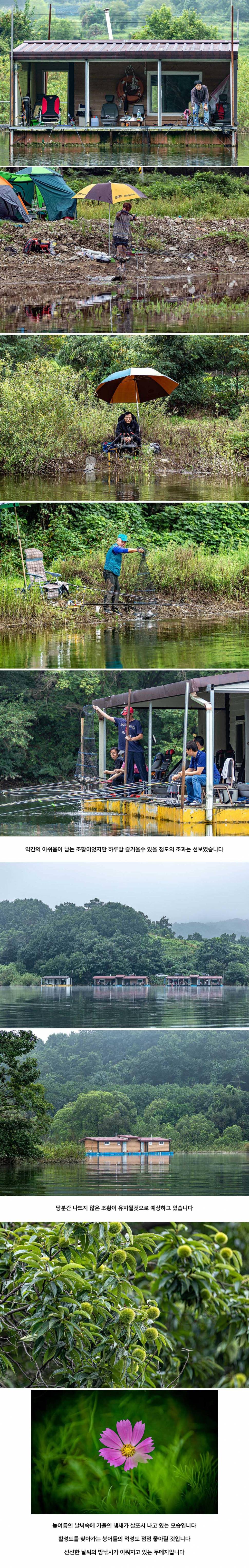 안성 두메낚시터 8월 23일 조황정보 (유료터정보 - 유료터점주조황)