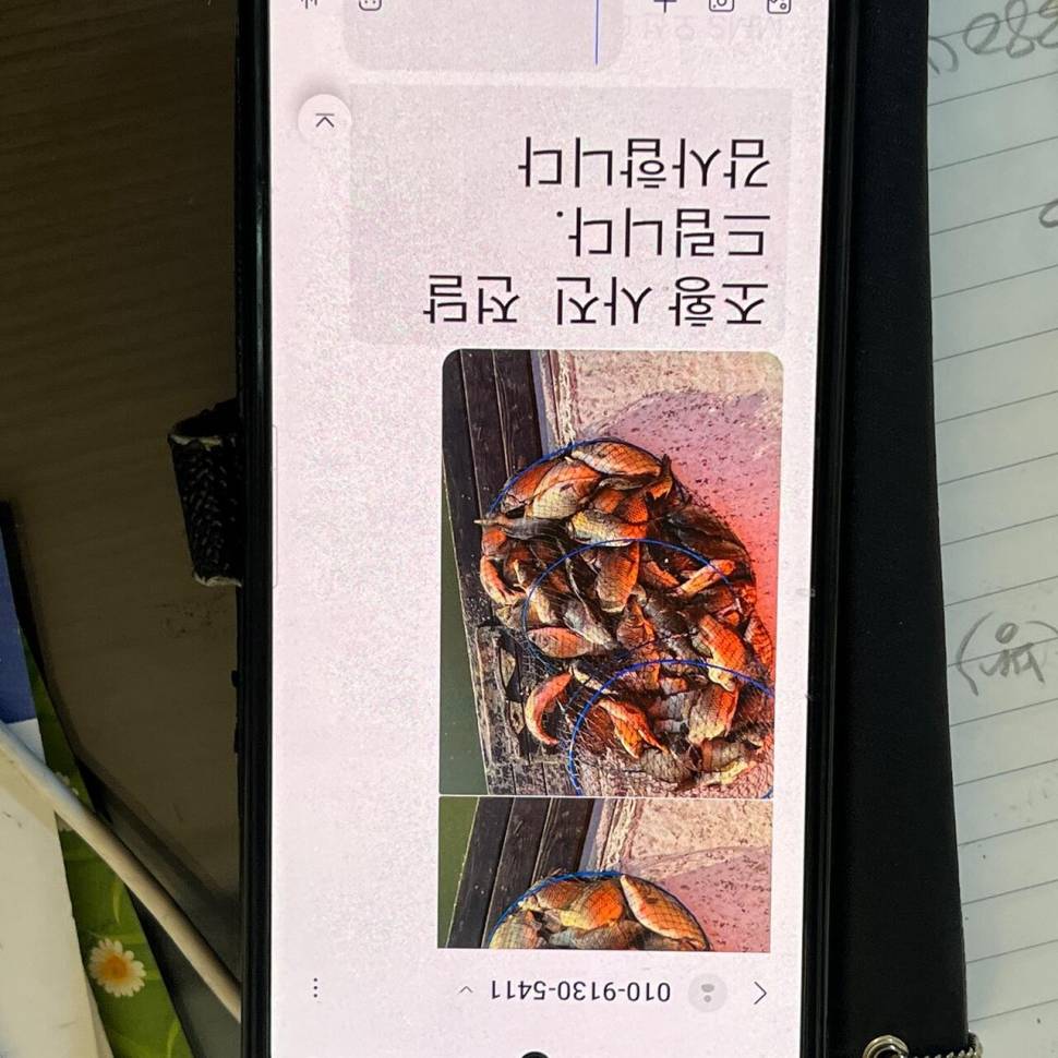 붕어방류 와 조황입니다 (유료터정보 - 유료터점주조황)