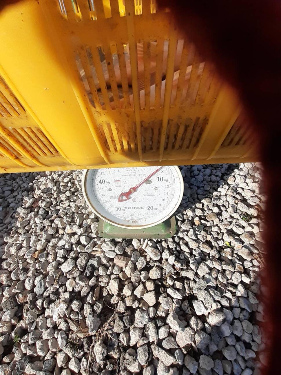경주동산낚시터붕어 전용잡이터지난주 조황 (유료터정보 - 유료터점주조황)