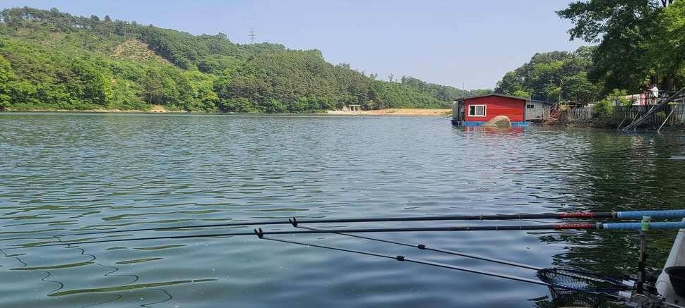 양평낚시터 힐링 수곡낚시터 고르고 꾸준한 조황입니다 (유료터정보 - 유료터점주조황)