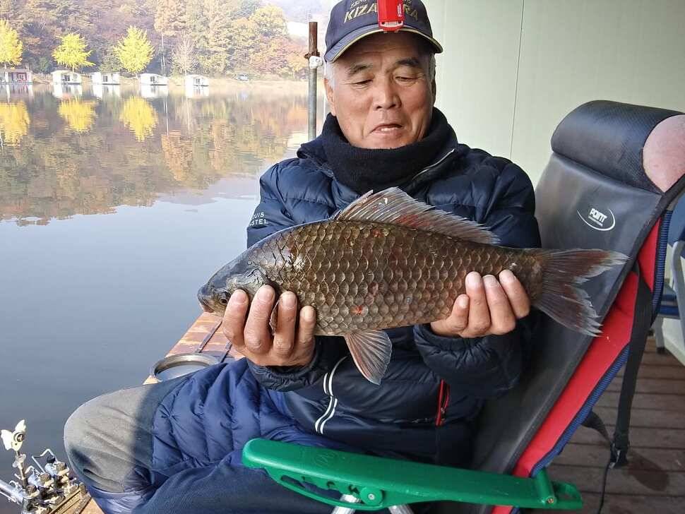 수곡낚시터 금일 자연산 토종붕어 초대량 방류 및 435 토종대물 포함 조황 소식 (유료터정보 - 유료터점주조황)