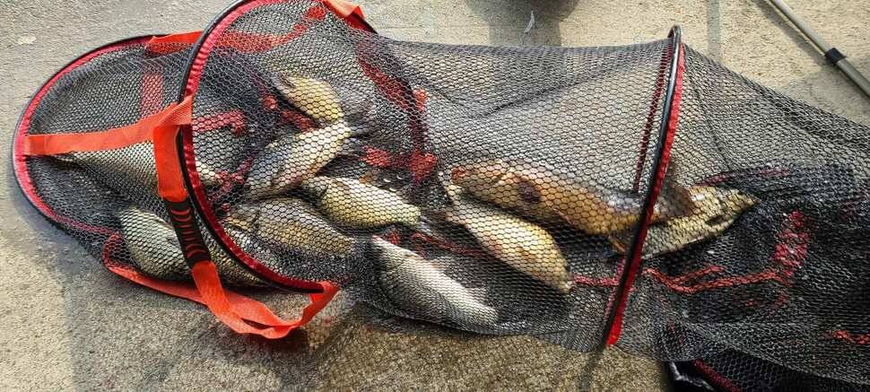 힐링 수곡낚시터 주초에도 고르게 조황이 나오며 오늘도 붕어방류 진행합니다 (유료터정보 - 유료터점주조황)