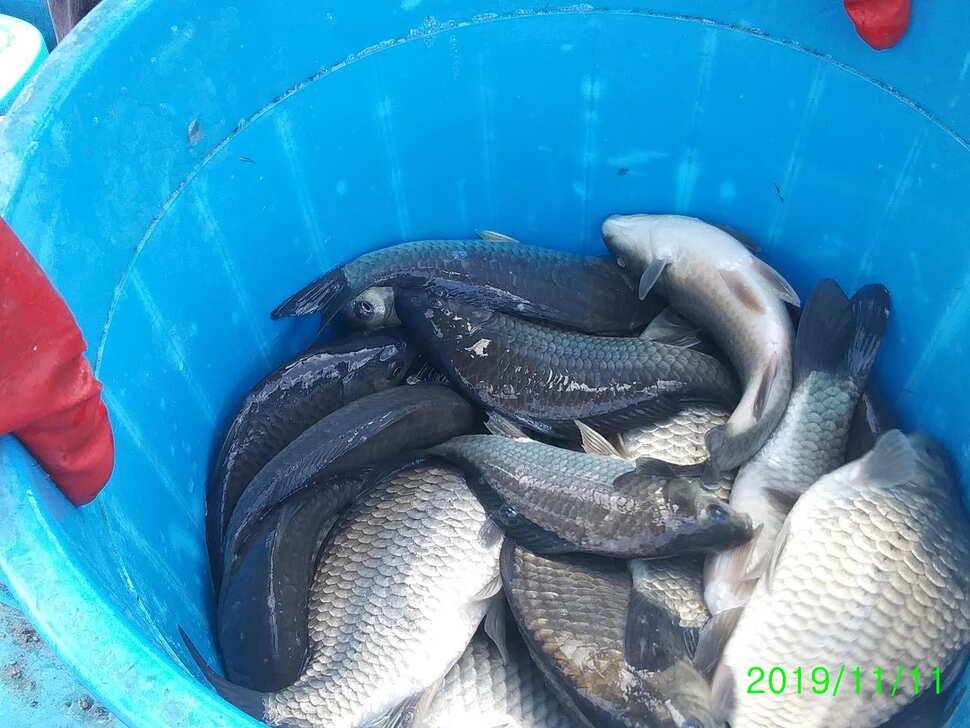 양평 수곡낚시터 오늘 붕어 대량 방류 및 조황 안내1111 (유료터정보 - 유료터점주조황)