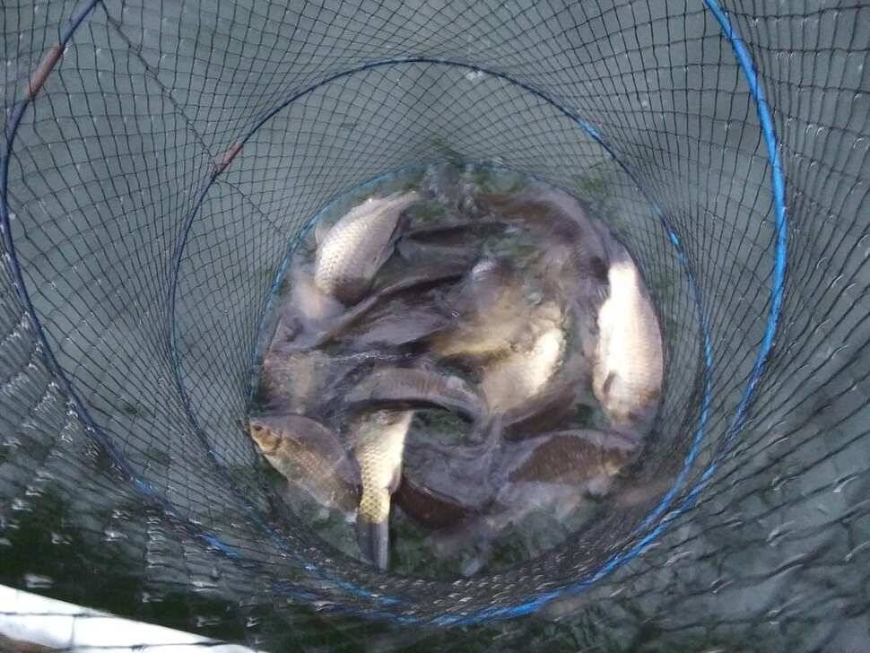 양평 수곡낚시터 새해 첫주 주중 조황 및 붕어 방류 안내 (유료터정보 - 유료터점주조황)