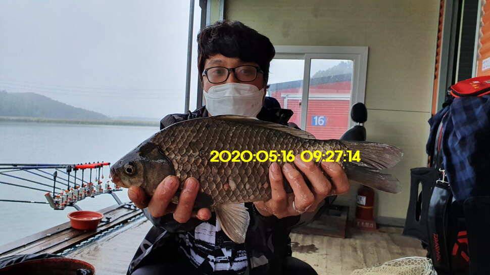 신원낚시터 6월2일토종대물 445짜리와 덩어리들 사진입니다 (유료터정보 - 유료터점주조황)