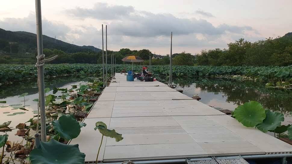 아산 명품 월랑낚시터 9월 첫번째 조황이야기입니다 (유료터정보 - 유료터점주조황)
