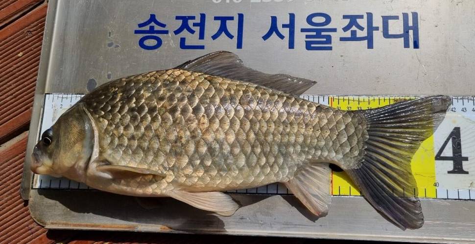 송전지서울좌대6월9일조황 (유료터정보 - 유료터점주조황)