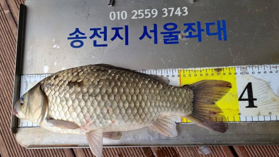 송전지서울좌대5월23일조황 (유료터정보 - 유료터점주조황)