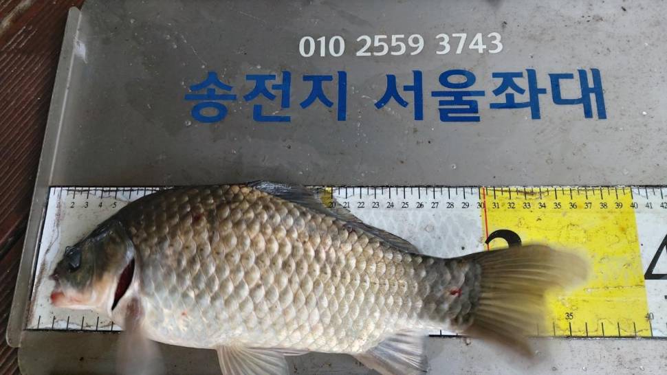 송전지서울좌대7월9일조황 (유료터정보 - 유료터점주조황)