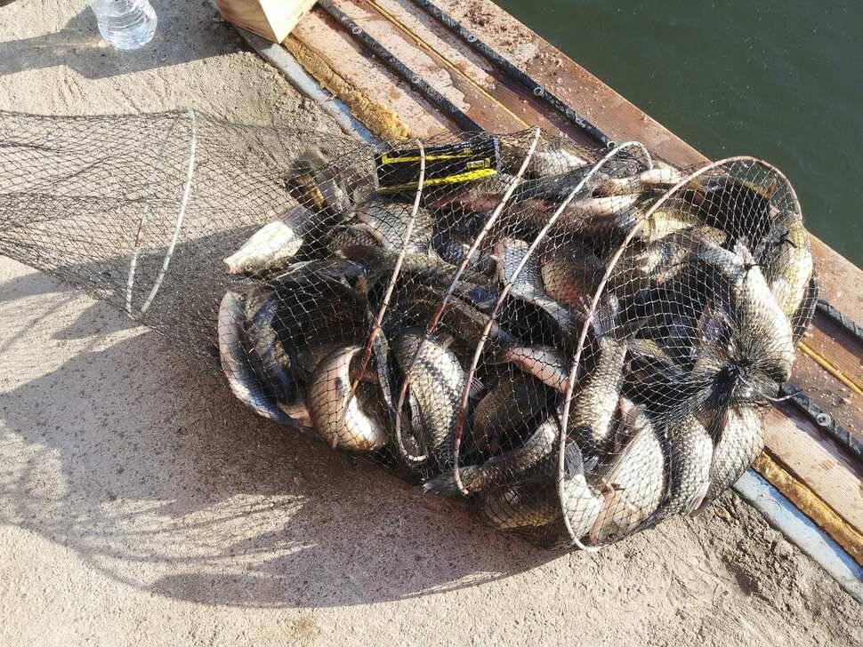 양평 붕어낚시 수곡낚시터 초대박 조황과 고른 조황이며 낮시간 부터 붕어들이 나와주네요 (유료터정보 - 유료터점주조황)