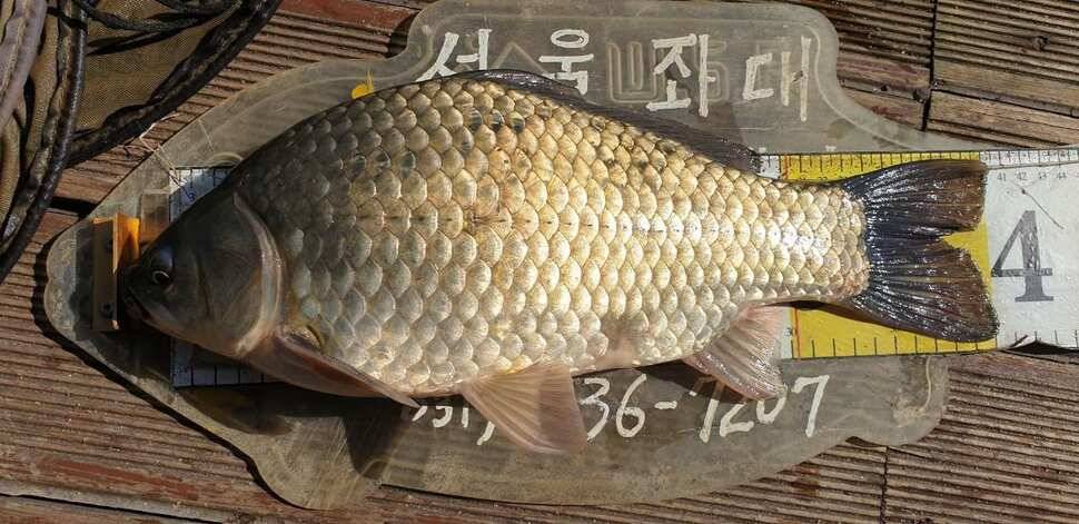송전지서울좌대10월14일조황 (유료터정보 - 유료터점주조황)